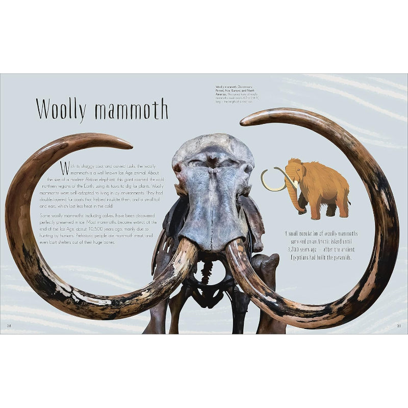 Dinosaurs And Other Prehistoric Life Hardback