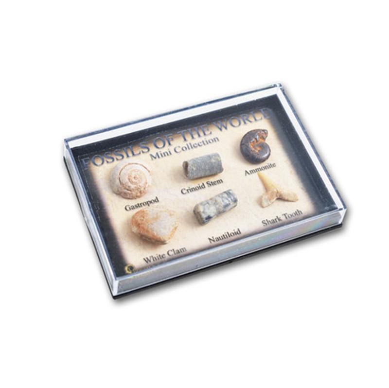 Fossils Of The World