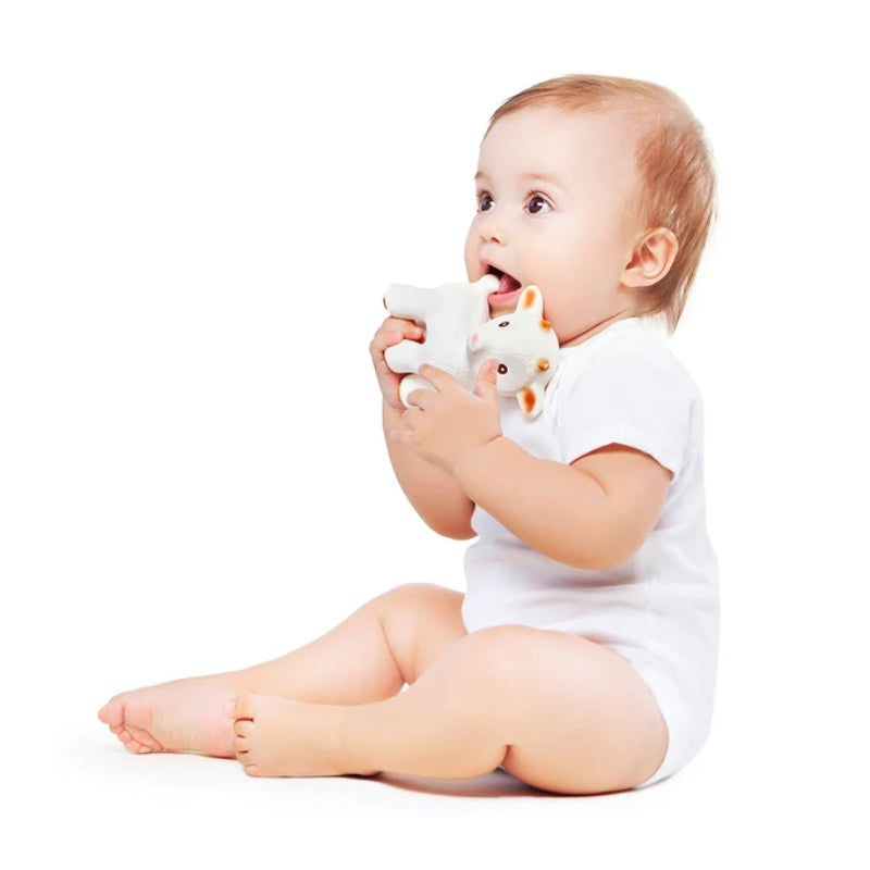 CaaOcho Sola The Goat