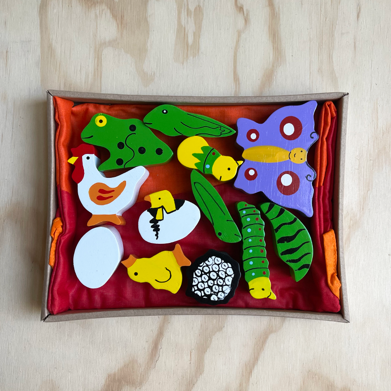 Life Cycle In Bag 12PC