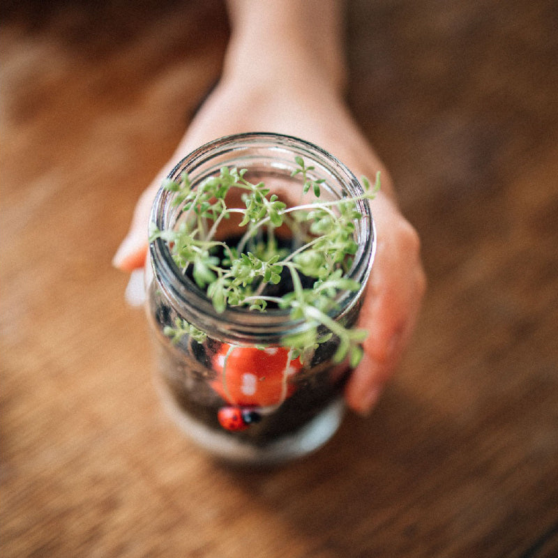 Mini Garden Kit
