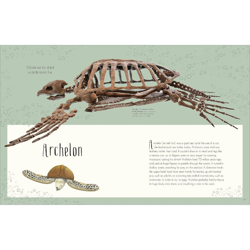 Dinosaurs And Other Prehistoric Life Hardback