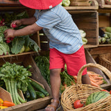 Nature Baby Jimmy Shorts - Red