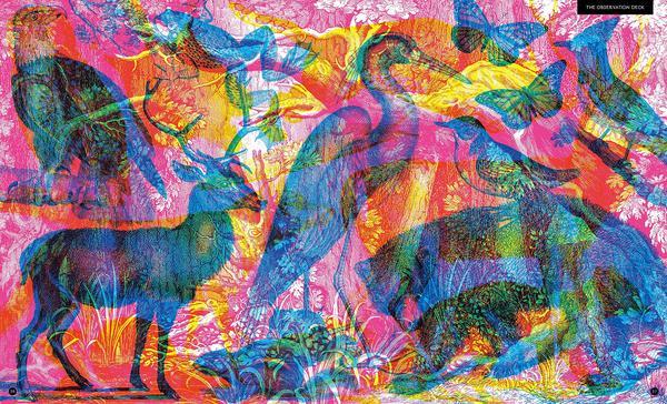 Illuminature - Rachel Williams
