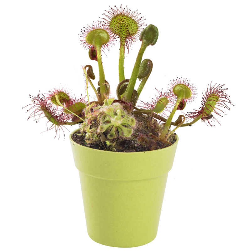 Carnivorous Plant