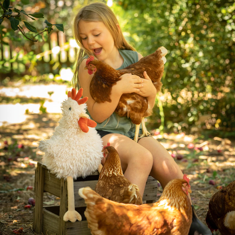 Roy The Rooster