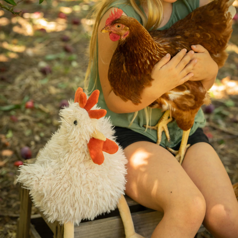 Roy The Rooster